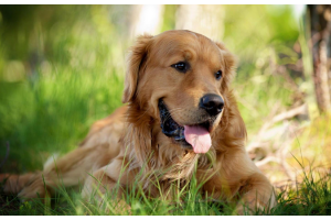 美國寵物經(jīng)濟大爆發(fā)，中國賣家爭相入局