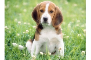 亞馬遜美國站寵物用品銷量持續火爆