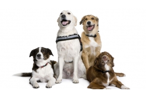 全球寵物用品市場廣闊，寵物家電需求激增