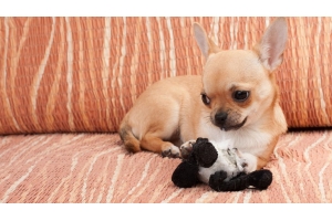 澳大利亞寵物市場火熱，旺季銷量將創新高