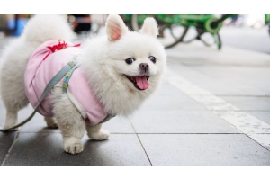 美國寵物市場需求增長強勁，值得賣家關注